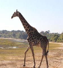 Giraffa camelopardalis giraffa