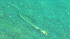 Ophichthus altipennis