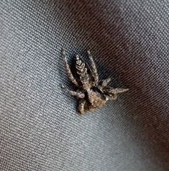 Platycryptus californicus
