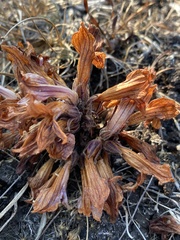 Aphyllon californicum