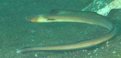 Ophichthus altipennis