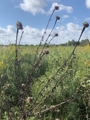 Plectocephalus americanus