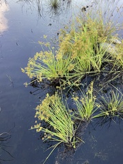 Cyperus haspan