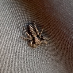 Platycryptus californicus
