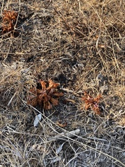 Aphyllon californicum