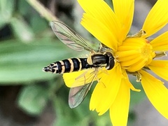 Sphaerophoria scripta