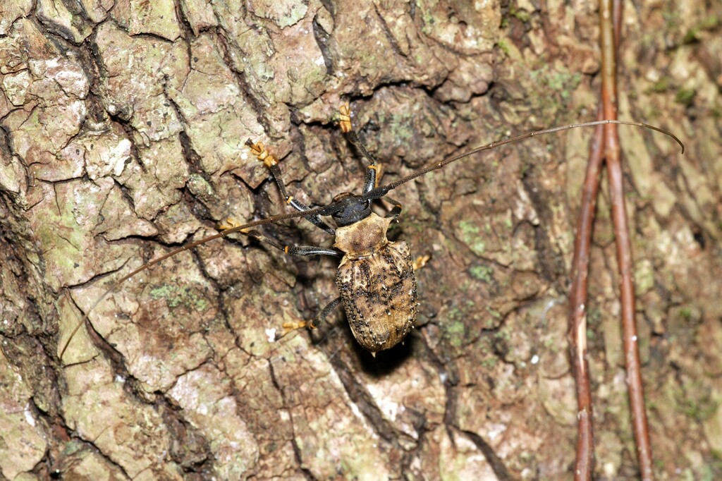 Polyrhaphis peruana