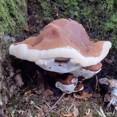 Ganoderma resinaceum