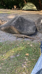Varanus panoptes panoptes