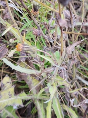 Sonchus arvensis