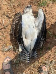 Polemaetus bellicosus