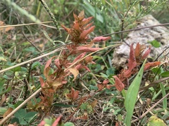 Acalypha gracilens