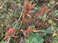 Acalypha gracilens