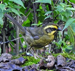 Atlapetes citrinellus
