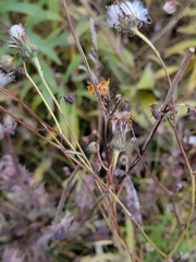 Sonchus arvensis