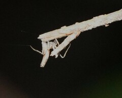 Cyphalonotus
