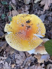 Amanita junquillea