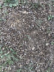 Oryctolagus cuniculus