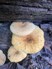 Gymnopilus luteus