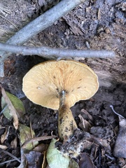 Gymnopilus luteus