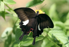 Papilio helenus