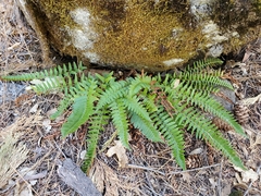 Polystichum imbricans imbricans
