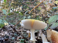 Amanita junquillea