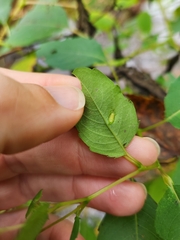 Neolasioptera impatientifolia