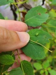 Neolasioptera impatientifolia