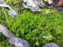 Calliergonella cuspidata