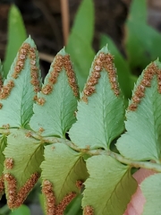 Polystichum imbricans imbricans