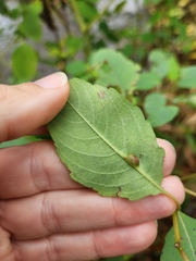 Neolasioptera impatientifolia