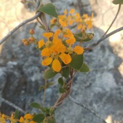 Gaudichaudia cynanchoides