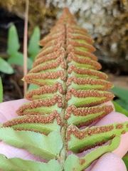 Polystichum imbricans imbricans