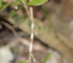Cyphalonotus