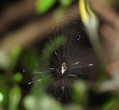Cyphalonotus