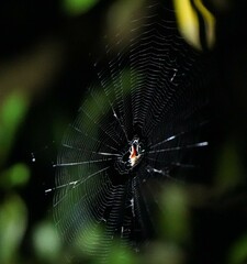 Cyphalonotus