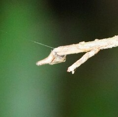 Cyphalonotus