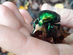 Protaetia speciosissima