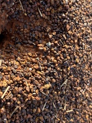 Myrmophyma