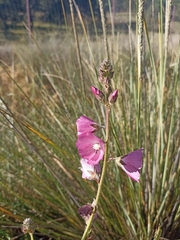 Sidalcea neomexicana