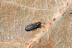 Dimorphopterus spinolae