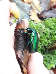 Protaetia speciosissima