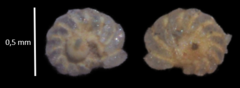 Elphidiidae