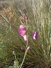 Sidalcea neomexicana