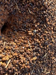 Myrmophyma