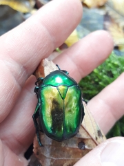 Protaetia speciosissima