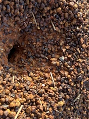 Myrmophyma