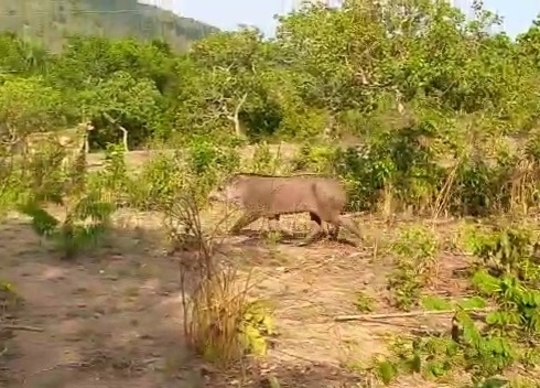 South American Tapir