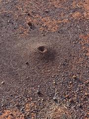 Myrmophyma